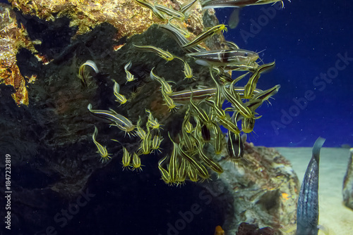 水族館の魚たち
