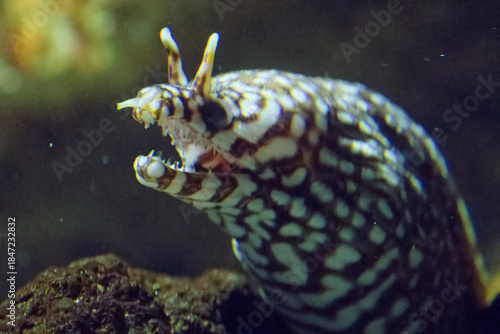水族館の魚たち