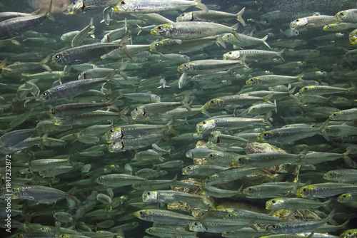 水族館の魚たち