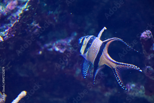 水族館の魚たち