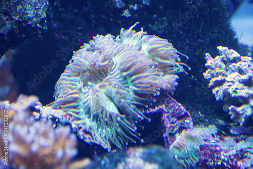 水族館の魚たち