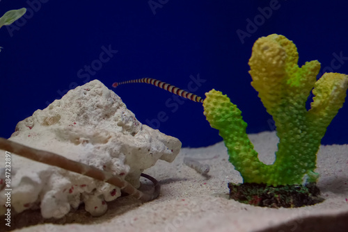 水族館の魚たち