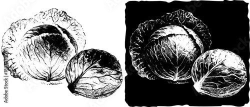 Vintage Cabbage Heads Engraving, Inverted Black White Xerography Vector on Transparent Background