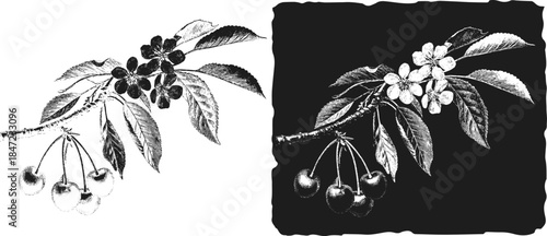 Vintage cherry Blossom Branch Engraving, Inverted Black White Xerography Vector on Transparent Background