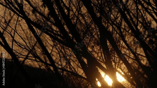 Tokyo, Japan - December 17, 2025: The sun rising beyond trees in the winter Morning
