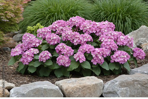 Hydrangea blooms magnificently, showcasing vibrant pink petals nestled among green leaves and rugged stones