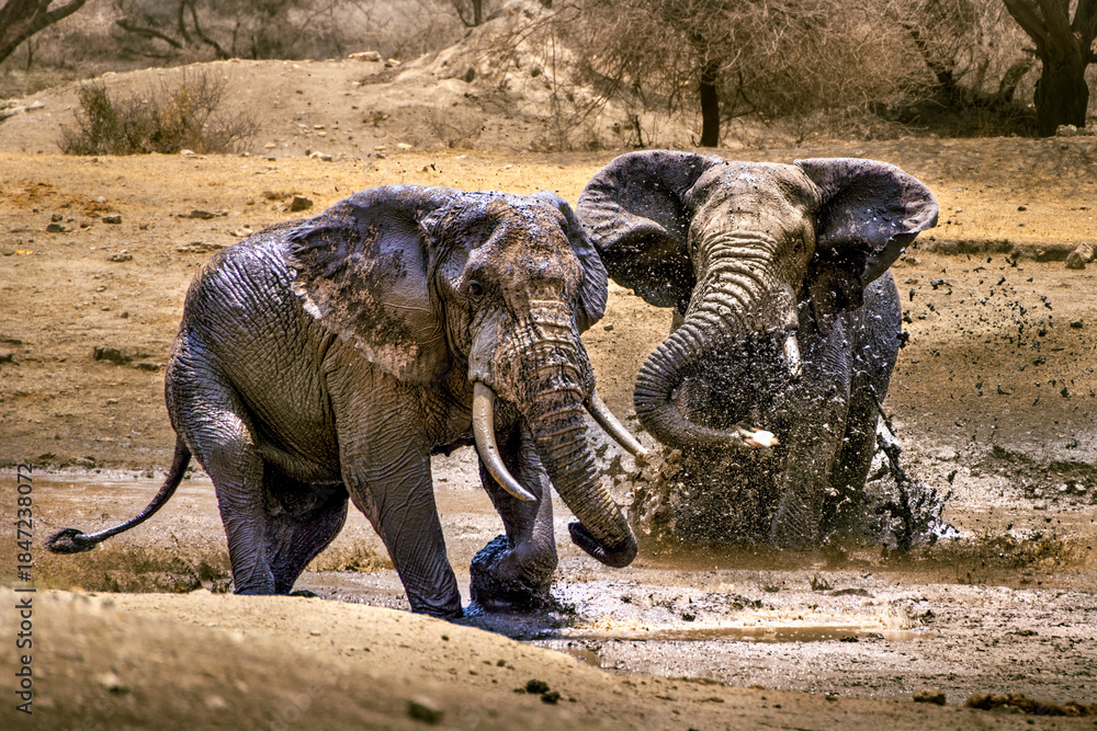 Fototapeta premium Elephants splashing water in a parched landscape near Ngorongoro, Tanzania