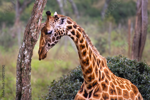 Portrait of a Rothschild’s giraffe, endangered species, Kenya