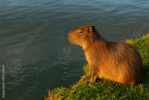 Capybara in Barigui Park in Curitiba, Parana, Brazil.