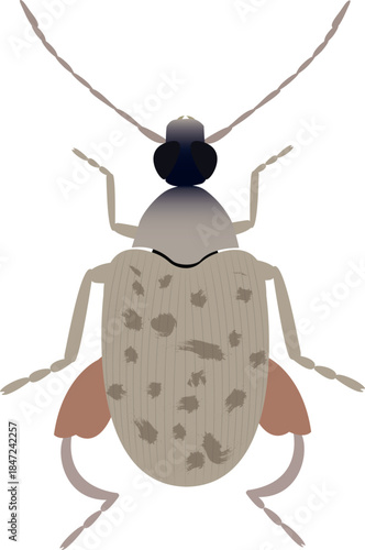 The tamarind seed beetle is a major insect pest of tamarind seeds and legumes.