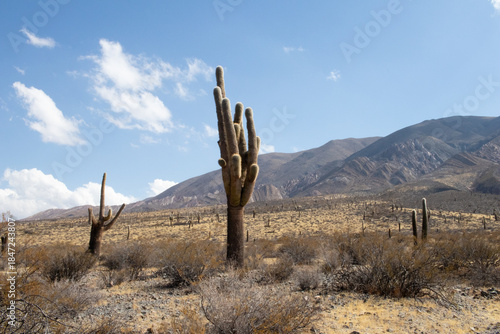 cactus paisaje in the desert