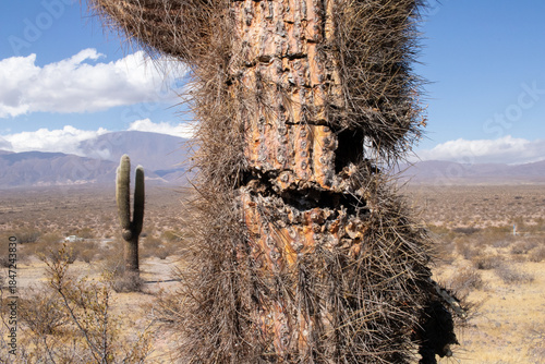 old cactus in the desert