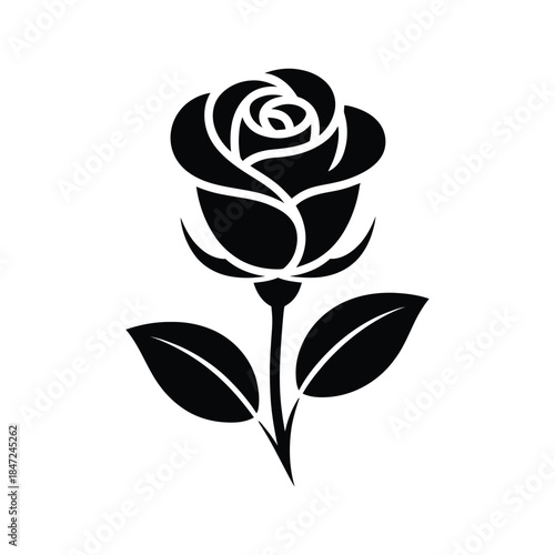 Solitary monochrome rose shows beauty with classic elegance and simplicity on white background