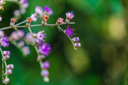 Flowering branch of Eimocephala brachiata with soft blurred background