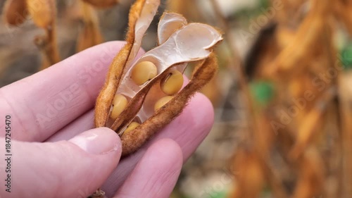 soybean grains in open pods in a hand in a soybean field. Hand Holding Soybean Seeds and Pods. 4k footage