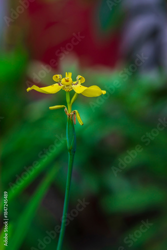 Yellow lily flower and stem against soft green blurred background