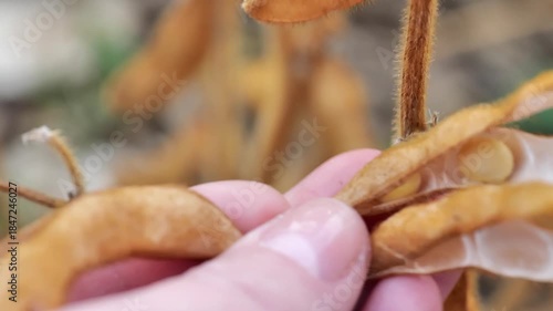 Soybean crop.Close-up of soybean grains in open pods in a hand in a soybean field. 4k footage