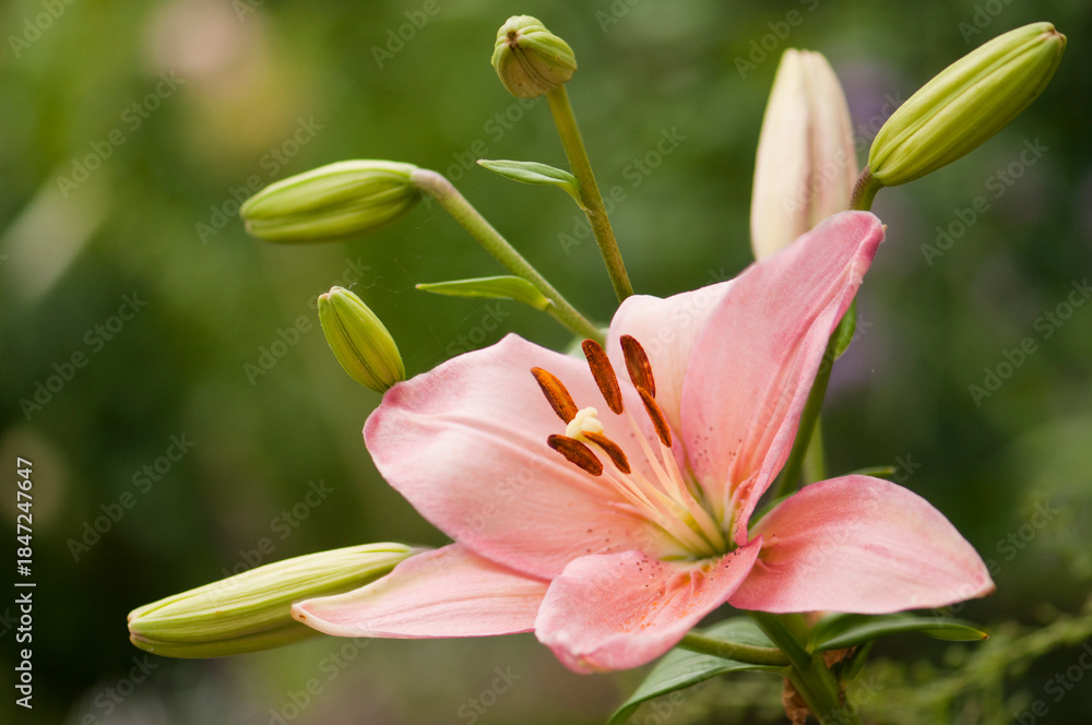 Fototapeta premium Pink Asiatic Lily Vivaldi in full bloom in summer garden