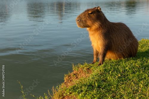 Capybara in Barigui Park in Curitiba, Parana, Brazil.