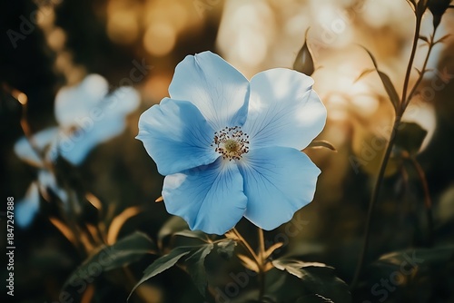Himalayan blue poppy blooms brightly in natural light against a blurred garden background