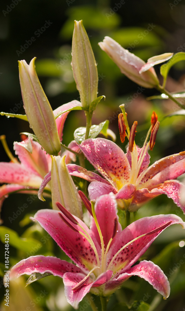 Obraz premium Oriental Lily Stargazer Flowers in full bloom. Pink red cheerful flowers blossoming in the garden covered with raindrops
