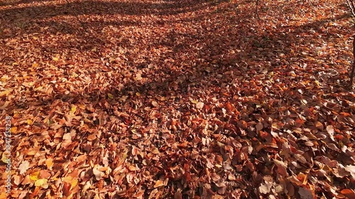 Golden autumn leaves crunch underfoot in the bright sunlight. The peaceful forest floor is a vibrant tapestry of orange and brown.