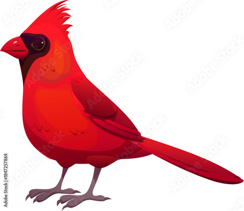 Christmas holiday cartoon cardinal red bird decoration. Merry Christmas season animal symbol, winter holiday isolated vector cardinal red bird. Happy New Year celebration nature decoration