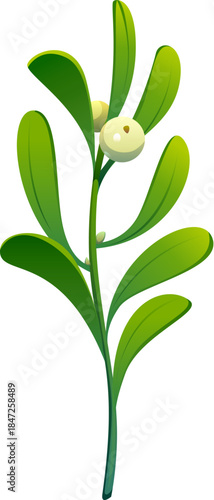 Christmas holiday mistletoe leaf and berry cartoon decoration. Winter holiday mistletoe leaf and berry floral element, Xmas festive isolated vector object. Merry Christmas celebration plant decoration