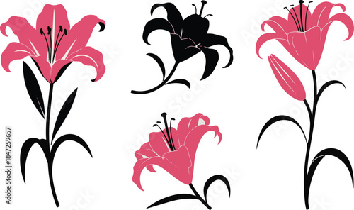 Set of pink and black lily flowers on transparent background