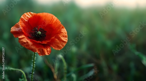 Vibrant Red Poppy Flower Blooming in a Lush Green Field.