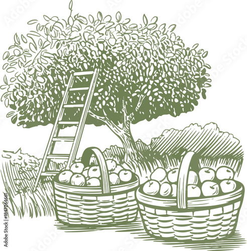Orchard scene with apple tree ladder and full baskets of apples on transparent