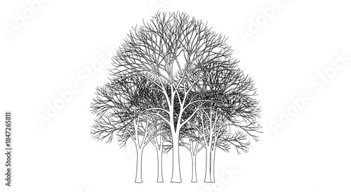 Bare Winter Trees Cluster Vector Line Art Illustration with Leafless Branches