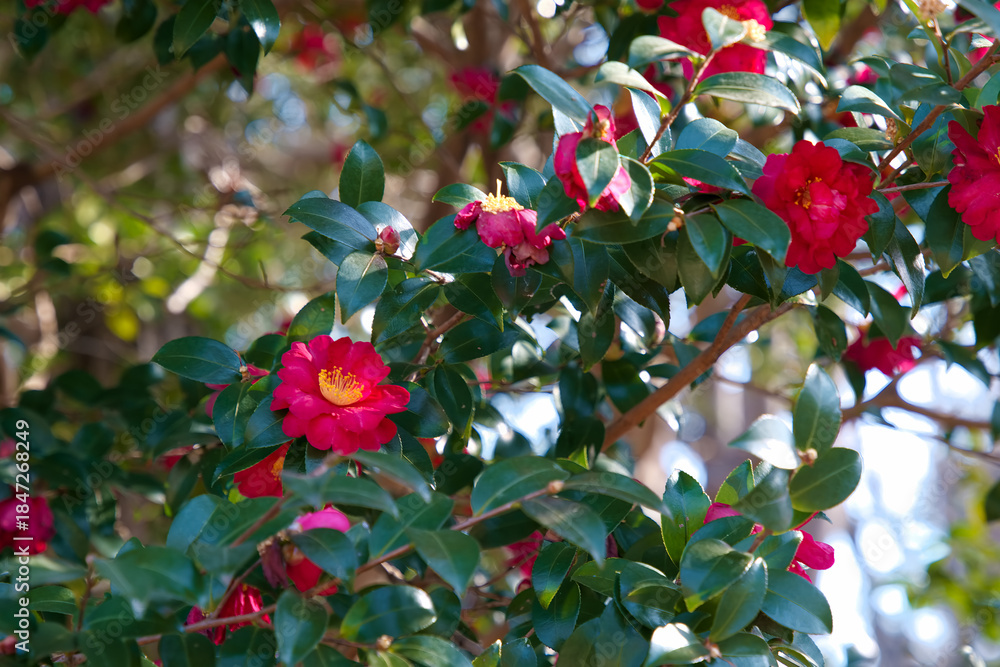 Obraz premium 山茶花