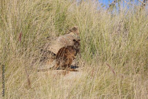 Rock wallaby kangaroo hiding in long grass in Australian bushland