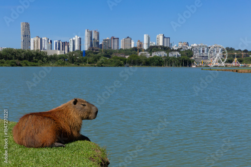 Capybara in Barigui Park in Curitiba, Parana Brazil.