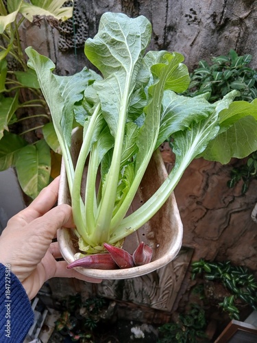 Freshly Harvested Mustard Greens with Water Droplets