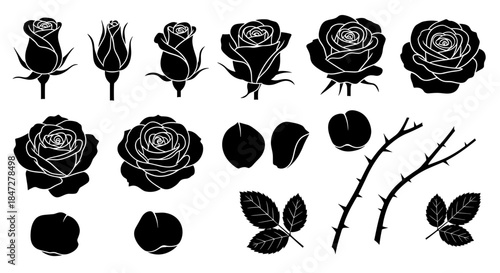 Extensive Rose Flower Components Silhouettes Buds Blooms Petals Leaves Thorns
