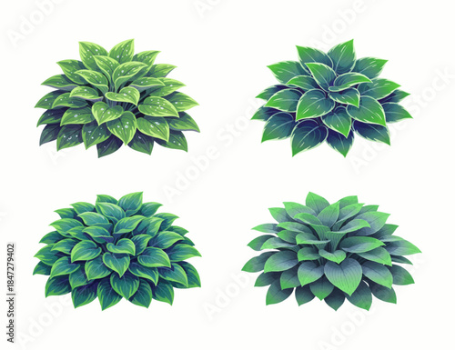 Sri Rejeki flower illustration design template
