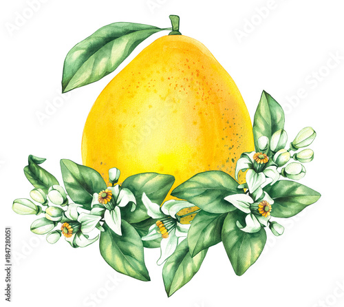 Pomelo citrus fruit watercolor hand painted. Pomelo flowers and citrus for wedding, holiday decor and food packaging. Citrus fruit on white background