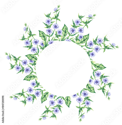 Wreaths chicory field plant on a white background. Hand drawn watercolor flowers plants chicory frame. Chicory Frame for packaging design, cards, invitations, etc.