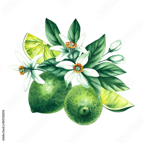 Watercolor hand-drawn citrus tropical fruit. Lime hand-painted illustration isolated on white. Botanical lime fruit for wedding invitations, festivals, or postcards.