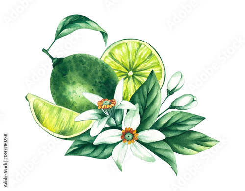 Watercolor hand-drawn citrus tropical fruit. Lime hand-painted illustration isolated on white. Botanical lime fruit for wedding invitations, festivals, or postcards.