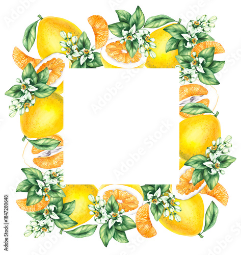 Pomelo citrus fruit watercolor hand painted. Pomelo wreath of flowers and citrus for wedding, holiday decor and food packaging. Citrus fruit on white background