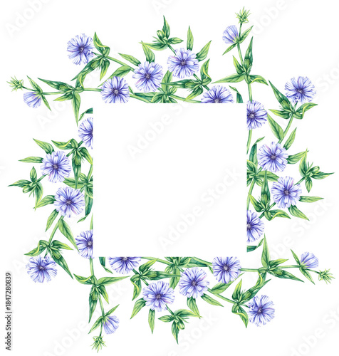 Wreaths chicory field plant on a white background. Hand drawn watercolor flowers plants chicory frame. Chicory Frame for packaging design, cards, invitations, etc.