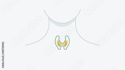Simple anatomical illustration of the human thyroid gland located in the neck.