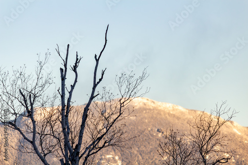 Winter Landscape With Snow-Capped Hills And Bare Trees Against Clear Blue Sky