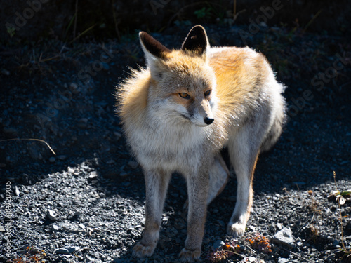 Tibetan Fox with Detailed Fur, Tibet, China