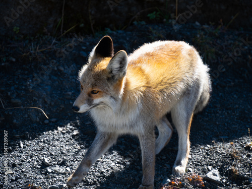 Tibetan Fox with Detailed Fur, Tibet, China