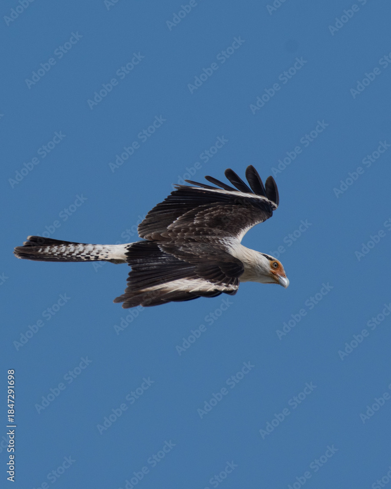 Fototapeta premium Chimachimá o caracara chimachima​ (Daptrius chimachima)