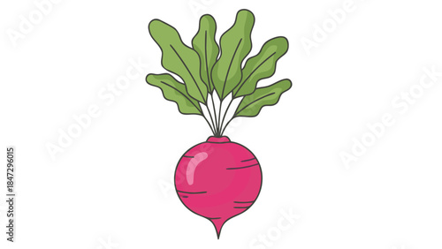Cartoon Radish Vegetable with Green Leaves